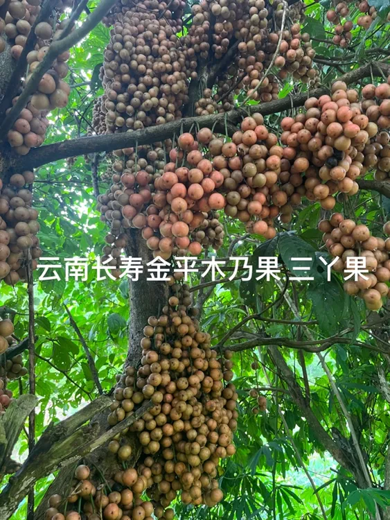 云南新鲜木奶果三丫果新鲜水果南方特产水果，介意酸度的慎拍3斤-9