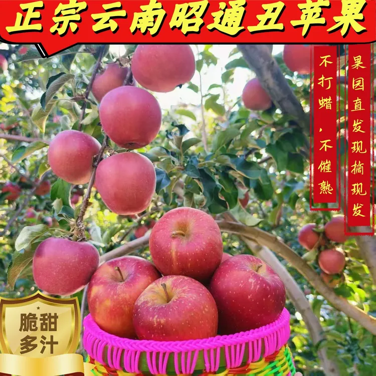 云南昭通丑苹果正宗红富士现摘乒乓球现发脆甜多汁新鲜靠谱