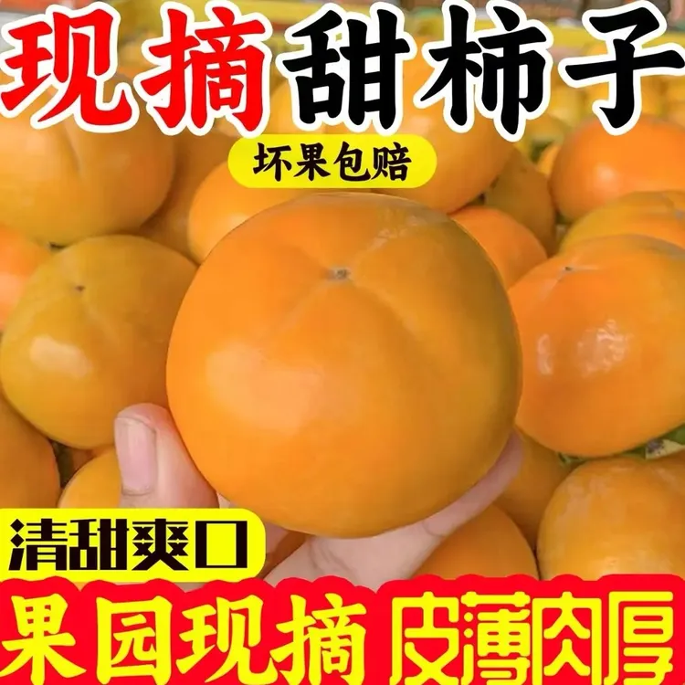 【现摘现发】安康本地新鲜采摘巧克力糖心脆柿子无核硬柿子口感脆甜