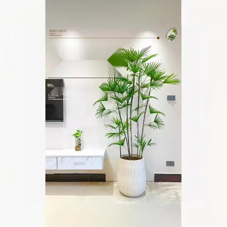 金山棕竹盆栽水培绿植物小叶米竹室内客厅大型招财旺宅富贵竹水竹