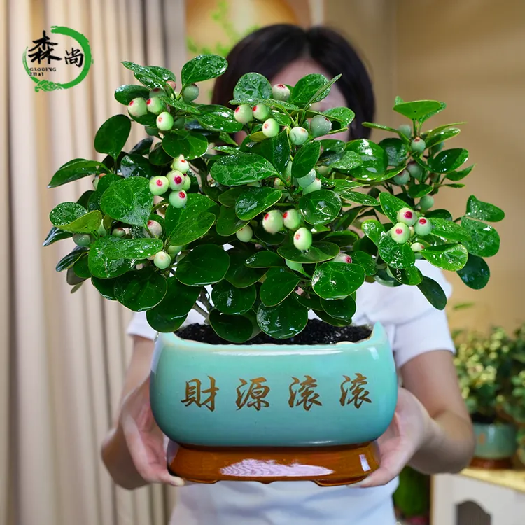 财源滚滚巨型菩提树带果盆景老桩办公室内客厅好养禅意花卉绿植物