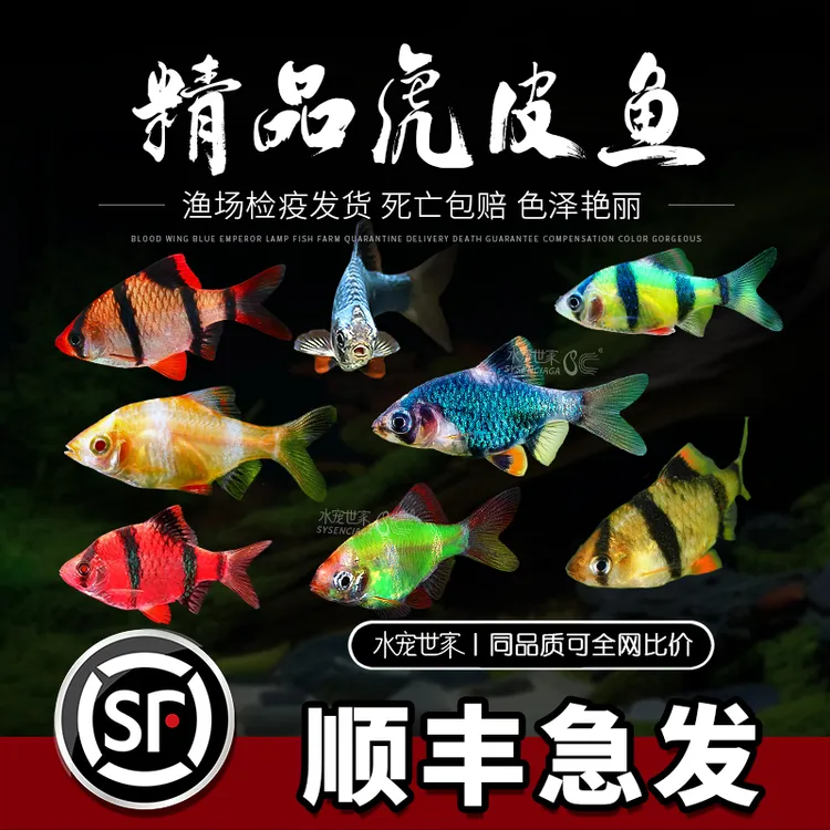直播虎皮鱼四间绿虎皮活体观赏鱼热带混养小型鱼新手好养淡水鱼