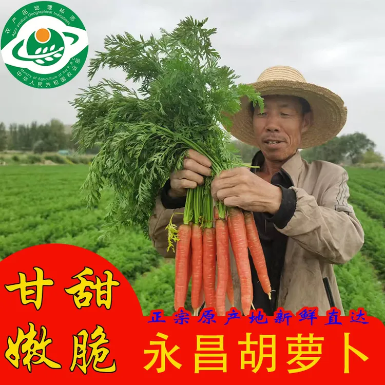 永昌胡萝卜可生吃的水果胡萝卜宝宝辅食蔬菜沙地农家种植现挖现发