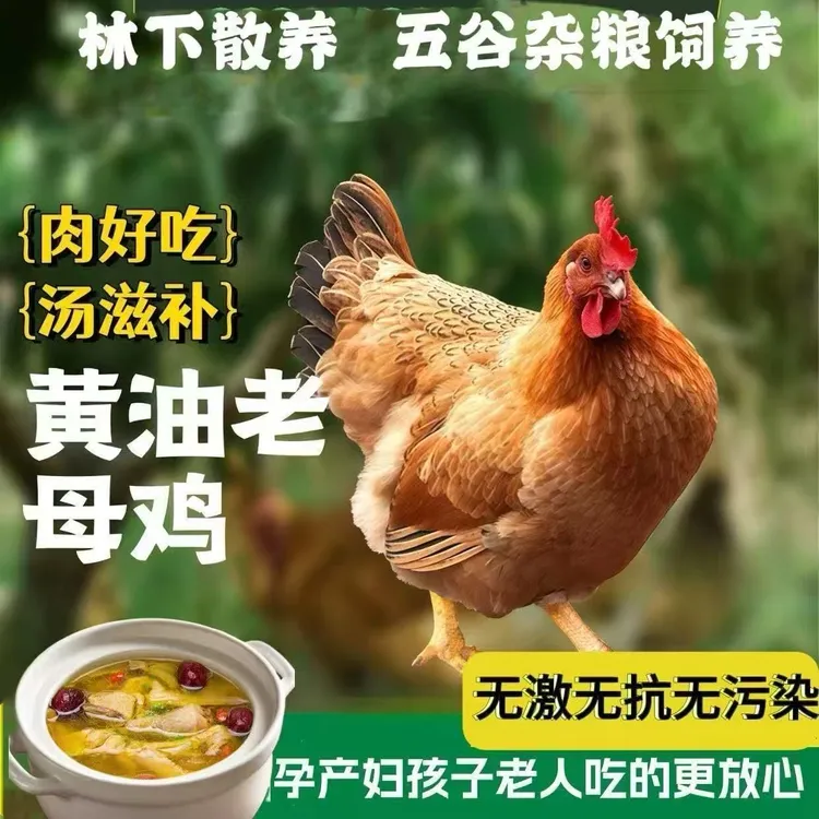 【土豆嘉专属】农户散养新鲜现杀黄油老母鸡适合煲汤炖汤顺丰包邮