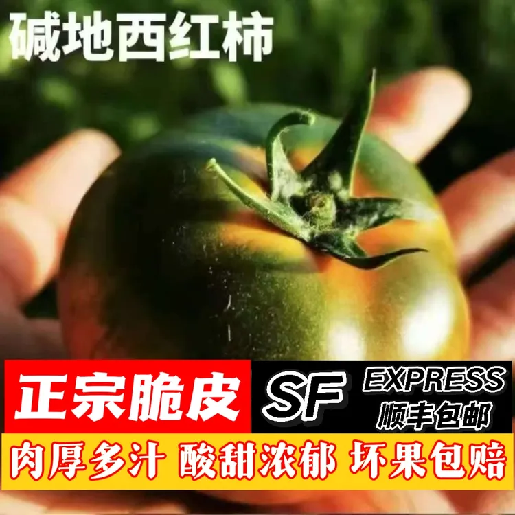 【精品小果】东北自然熟碱地番茄草莓水果番茄铁皮柿子童年的回忆