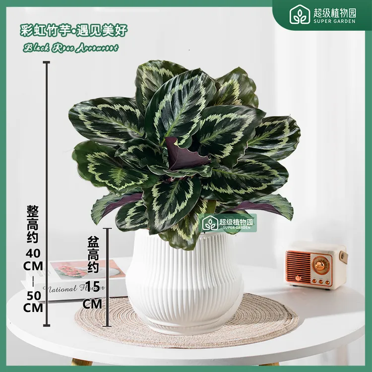 彩虹竹芋观叶盆栽室内彩叶绿植花卉室内净化空气除甲醛好养活绿植
