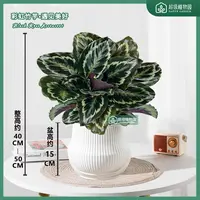 彩虹竹芋观叶盆栽室内彩叶绿植花卉室内净化空气除甲醛好养活绿植