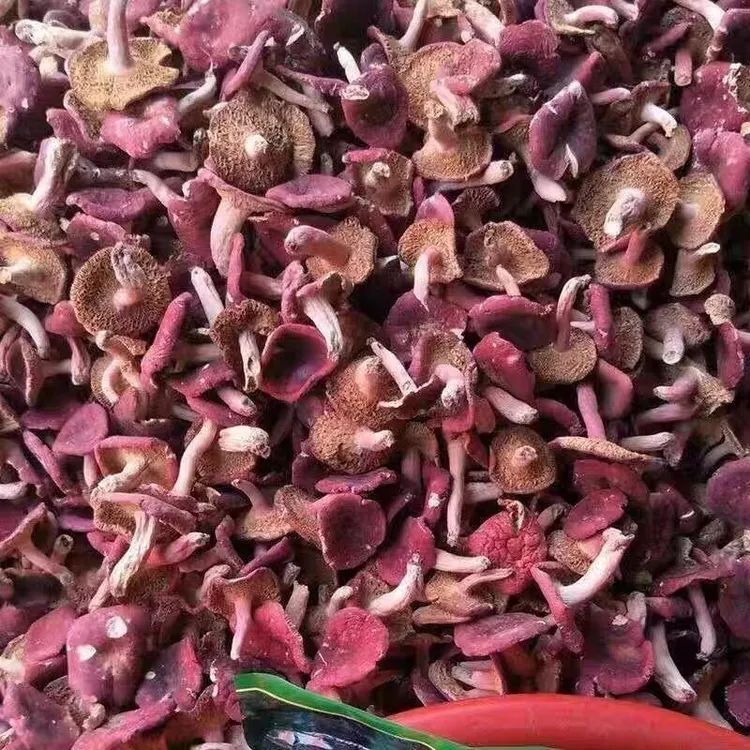 河南正宗野生红菇特产煲汤营养美味的菌菇干货