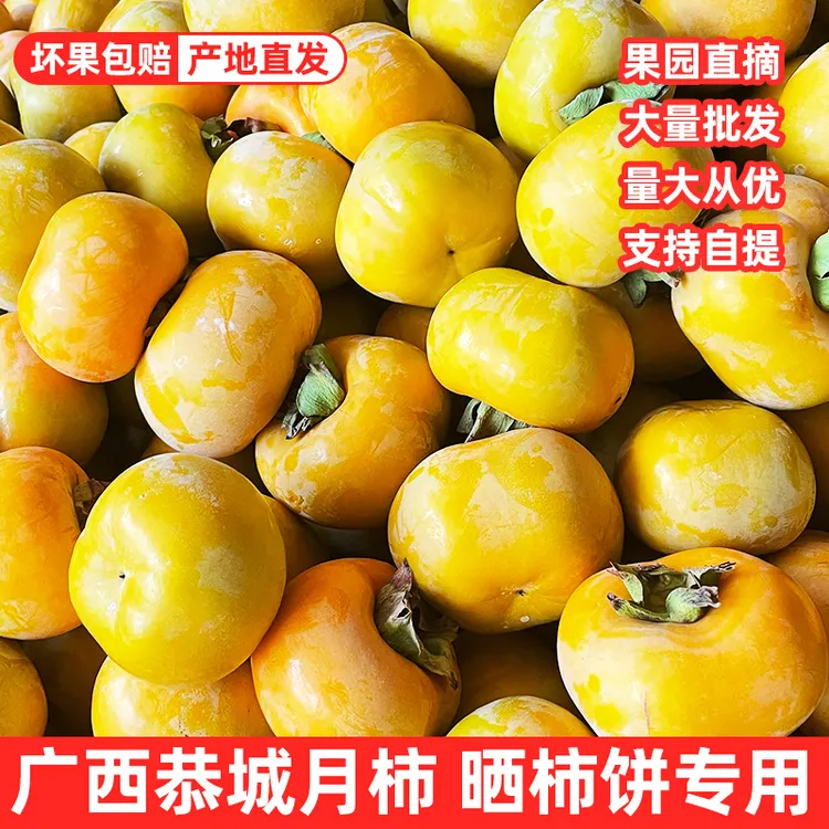 晒柿饼专用柿子广西恭城正宗月柿产地现摘直发巧克力硬黄柿子水果