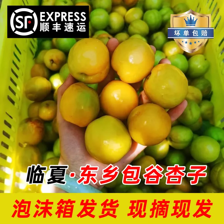 甘肃临夏现摘现发包谷杏子唐汪川包核杏子青脆水果