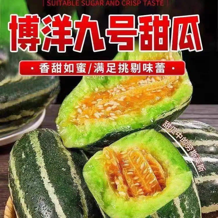 现摘现发山东博洋9号甜瓜羊角蜜脆甜多汁小香瓜应季新鲜水果