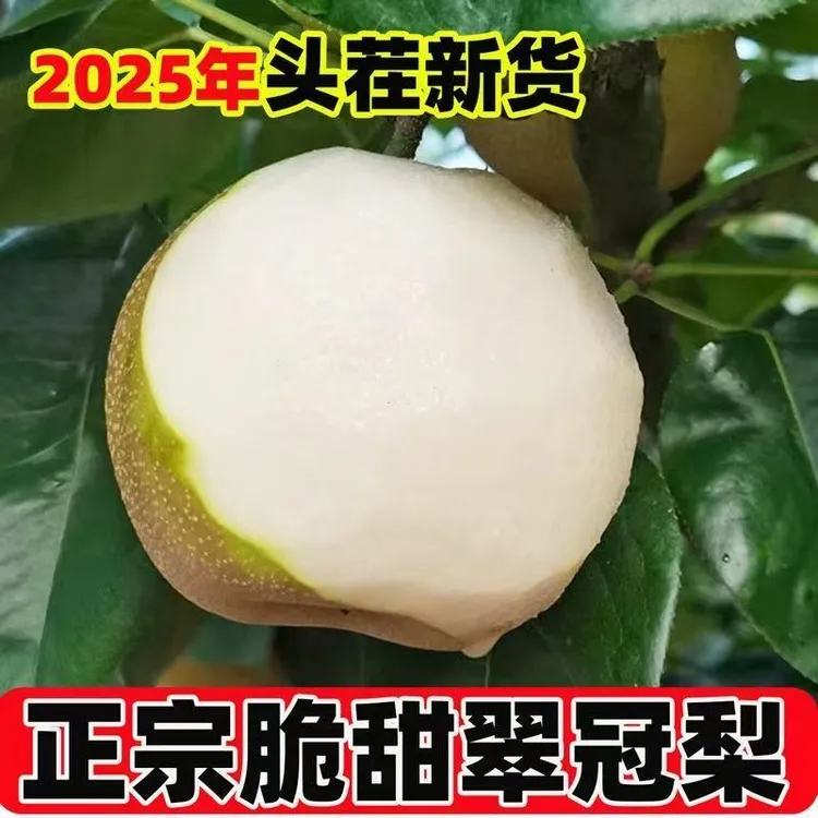 湖北襄阳翠冠梨青皮梨子
