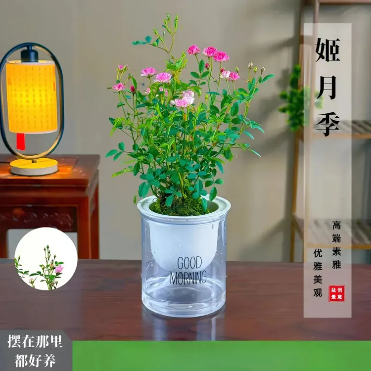 【遇水成活】 迷你超微姬月季苔藓球四季开花阳台桌面绿植花卉商品图