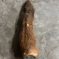 棕树芯 棕树芯    