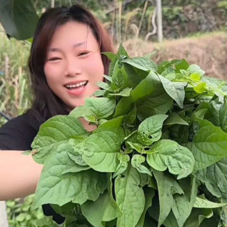 当日新鲜采摘灯笼草龙葵野菜 也叫白花菜