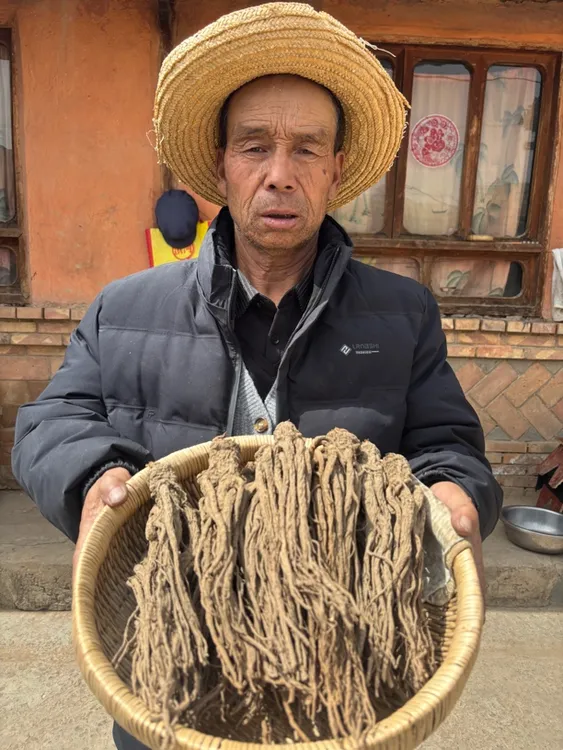 岷县当归原条大条《去须》无硫煲汤炖肉原产地直发