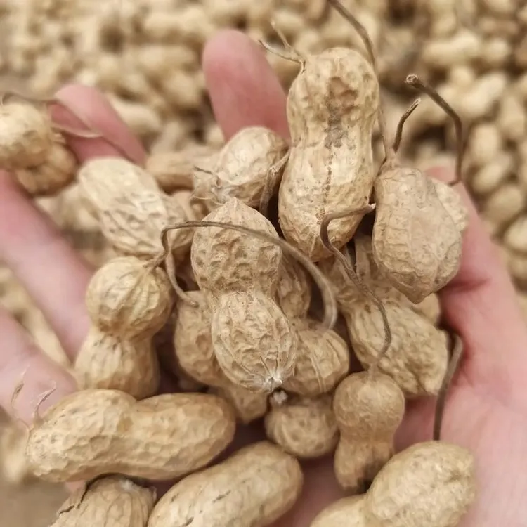 农村现摘现卖花生【榨花生油】