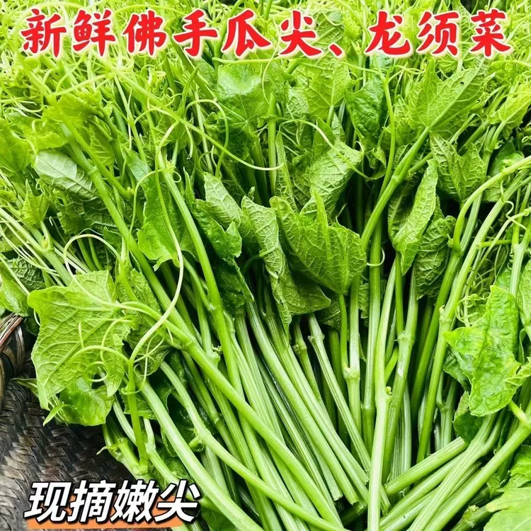 贵州露天农家菜新鲜自种捧瓜尖丝瓜尖龙须菜新鲜基佛手瓜嫩尖