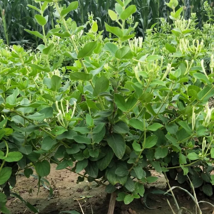 3年苗买一送一 可食用金银花树苗浓香型开花卉盆地栽阳台庭院