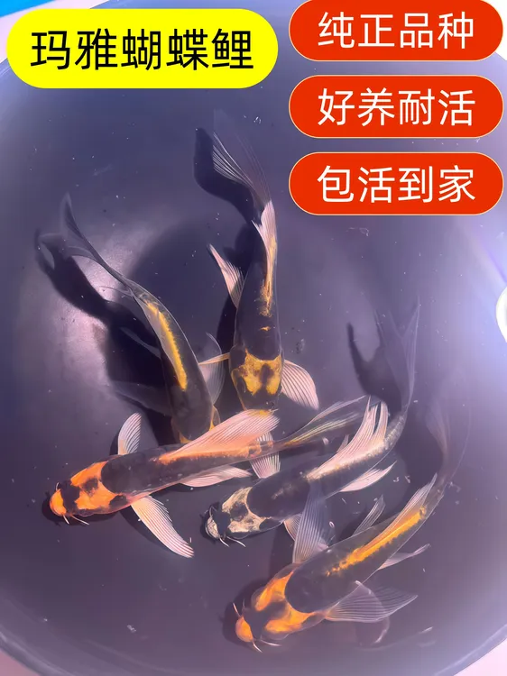 【包邮包路损】精品玛雅蝴蝶鲤德系淡水冷水观赏鱼