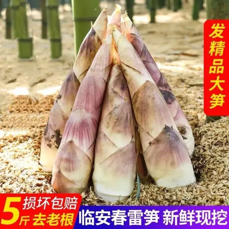 浙江临安天目山春笋雷笋5斤竹笋新鲜现挖3斤去老根脆嫩味鲜2斤