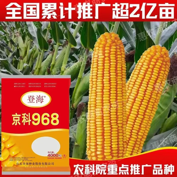 四国审高产玉米种大全京科968白轴大棒抗旱耐涝抗倒大棒