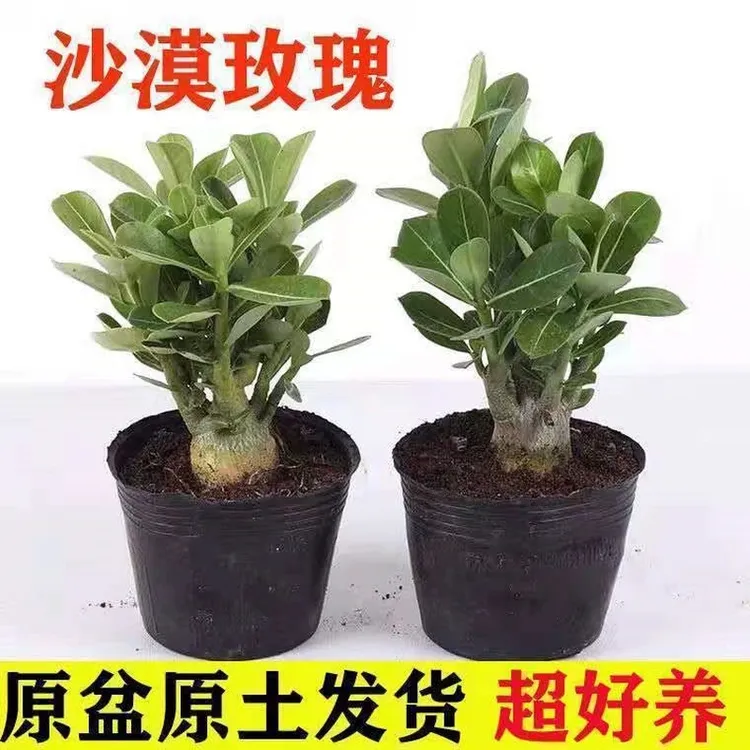 【新疆包邮】沙漠玫瑰盆栽年老桩四季开花好养室内阳台花卉绿植盆景