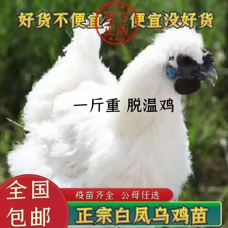 正宗一斤纯种白凤乌鸡小鸡脱温丝毛乌骨鸡活苗竹丝鸡宠物鸡观赏