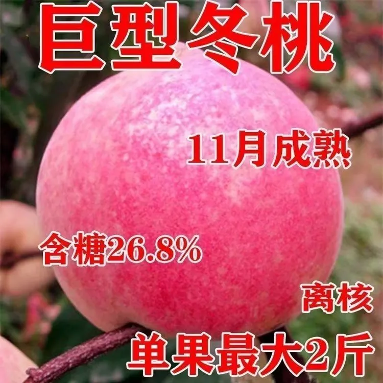 巨型冬桃树苗盆栽地栽南方北方种植当年结果大苗晚熟新品种桃树苗