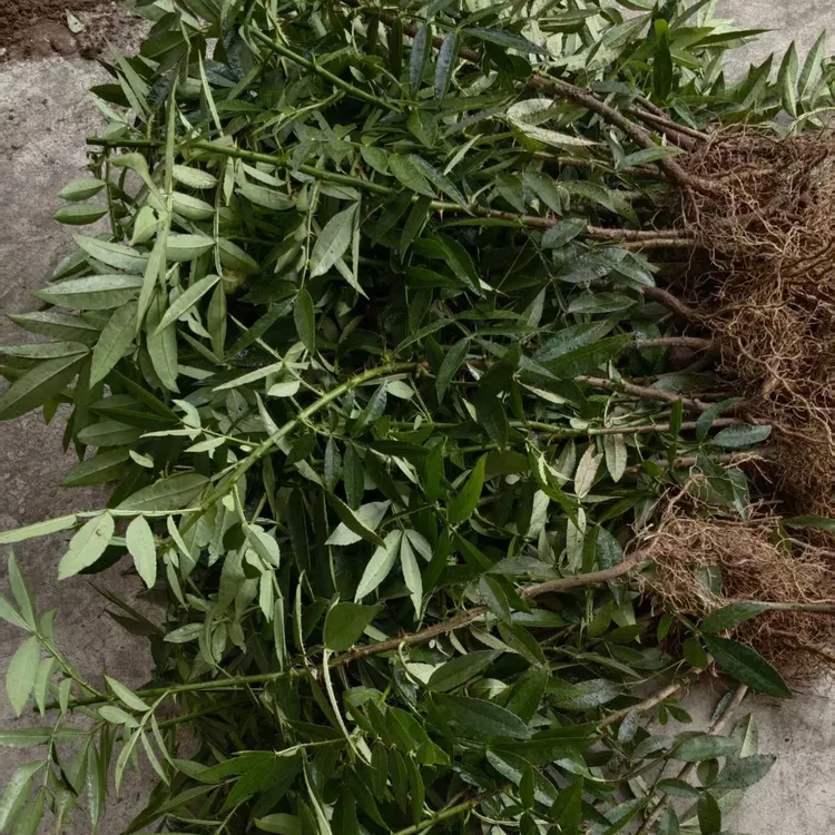 重庆江津九叶青花椒苗