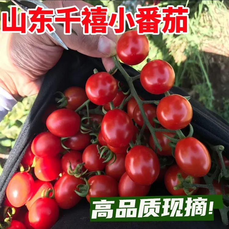 圣女果山东千禧小番茄新鲜小柿子樱桃小西红柿应季水果现摘包邮