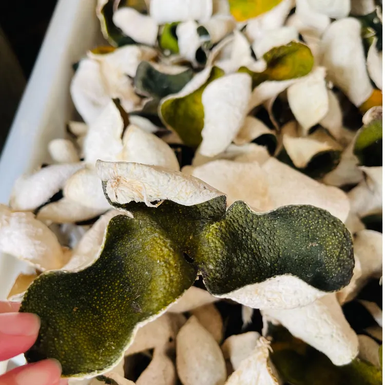 （柑事）9年树龄2025年东甲青皮