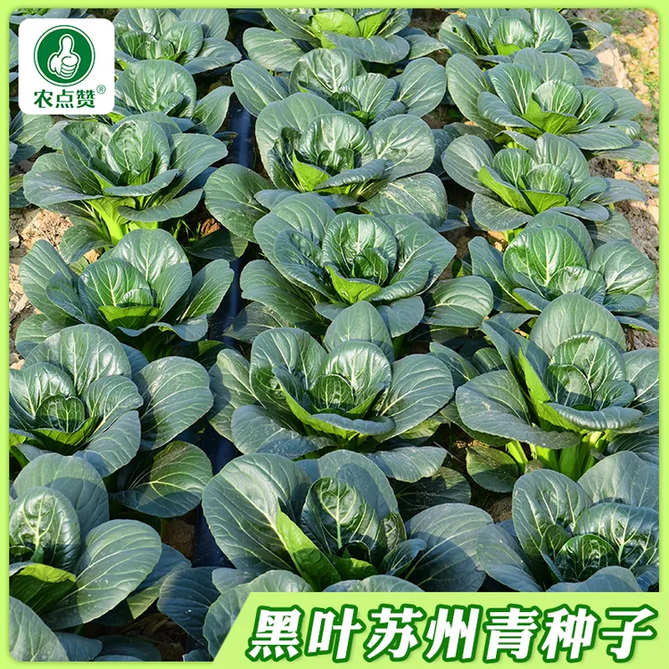 【矮脚黑叶苏州青种子】上海青菜种籽小油菜阳台小院盆栽地栽菜孑