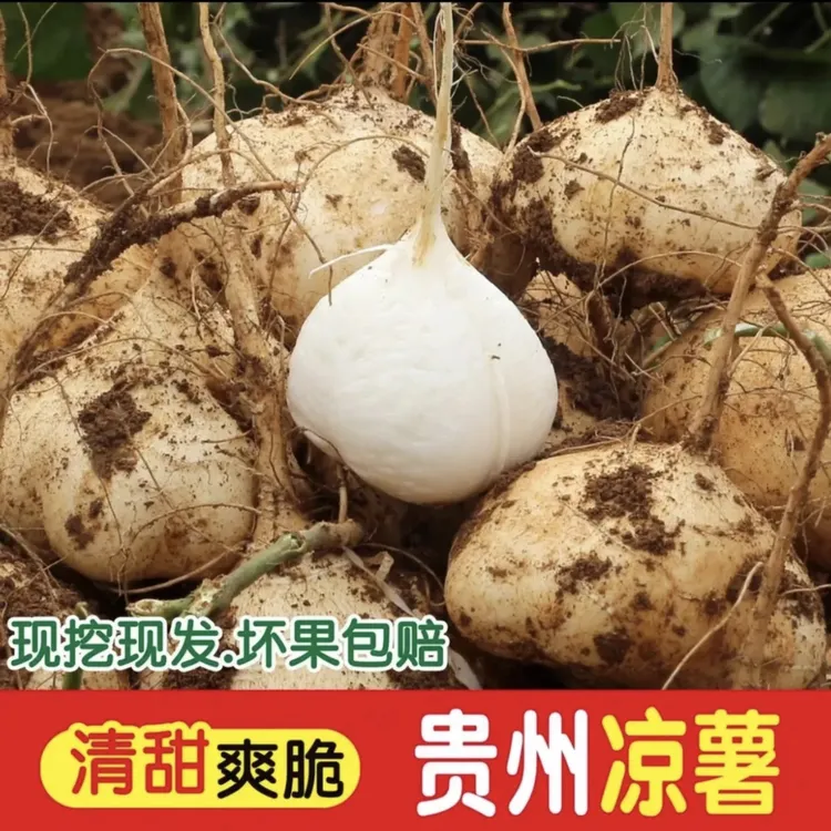【鲜甜贵州凉薯】新鲜凉薯地瓜水果生态土瓜现挖当季皮薄沙葛孕妇