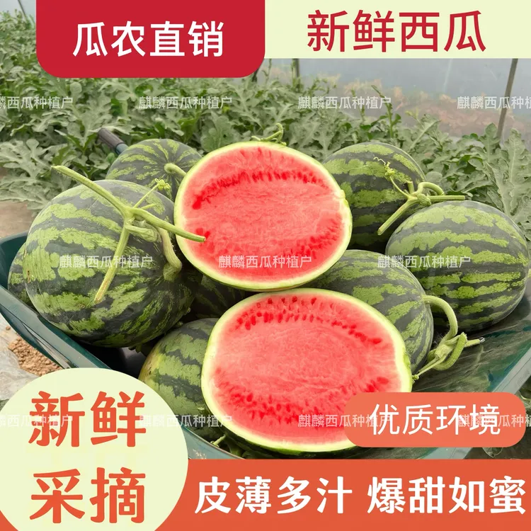 新鲜正宗麒麟8424美都西瓜有籽无籽现摘冰糖皮薄爆甜多汁麒麟西瓜