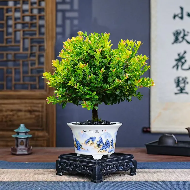 小叶赤楠老桩盆栽植物室内客厅中式禅意微盆景茶桌小摆件创意绿植