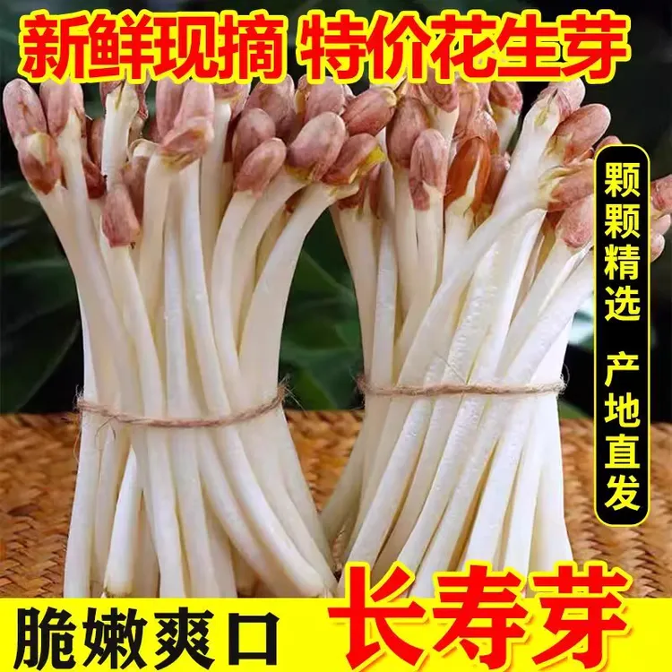 现采新鲜花生芽脆嫩食用长寿芽花生苗优质水培火锅素菜时令生鲜菜