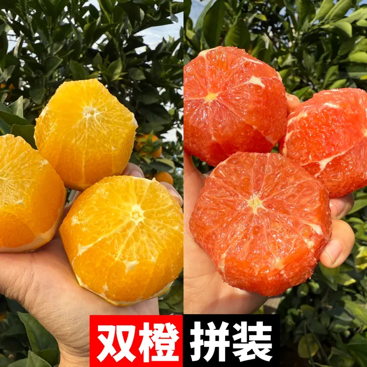 [赣南血橙VS赣南脐橙拼装]赣南脐橙红橙赣南血橙果园现采现发