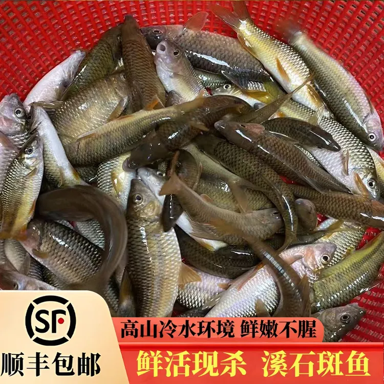 农村小溪石斑鱼流水现杀小河鱼白条小杂鱼净膛鲜活顺丰包邮