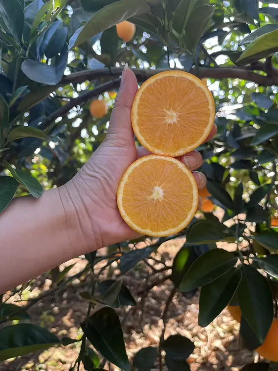 11月9日发货前买特价赣南信丰脐橙新鲜现摘现发甜橙江西正宗脐橙