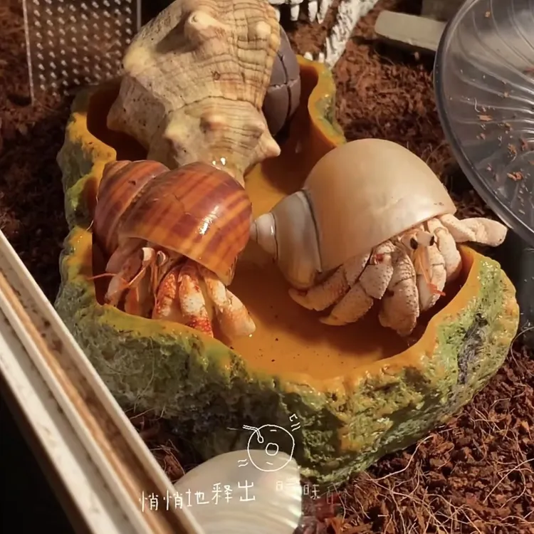 【直播间挑选专拍】陆生寄居蟹宠物活体好养易活桌面萌宠观赏寄居蟹