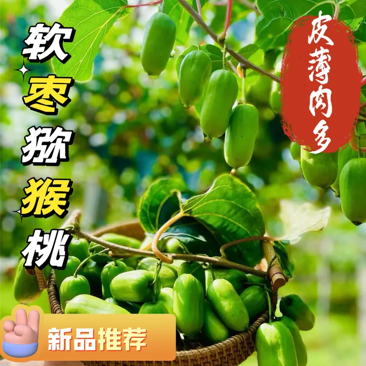 【买2斤送1斤到手净重3斤】单果重10-15克新鲜软枣猕猴桃顺丰包邮