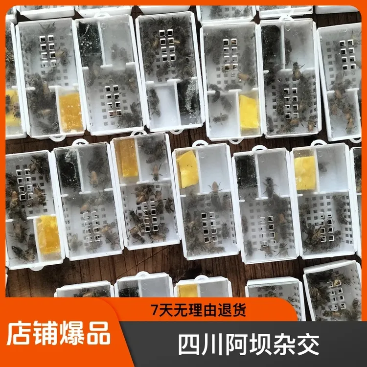 重庆火炉王中蜂蜂王蜂王新开产王交尾王王笼蜜蜂养蜂宠物养蜂工具