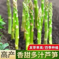 正宗芦笋种四季小院播种蔬菜之王进口约50粒【全店满4.9包邮】