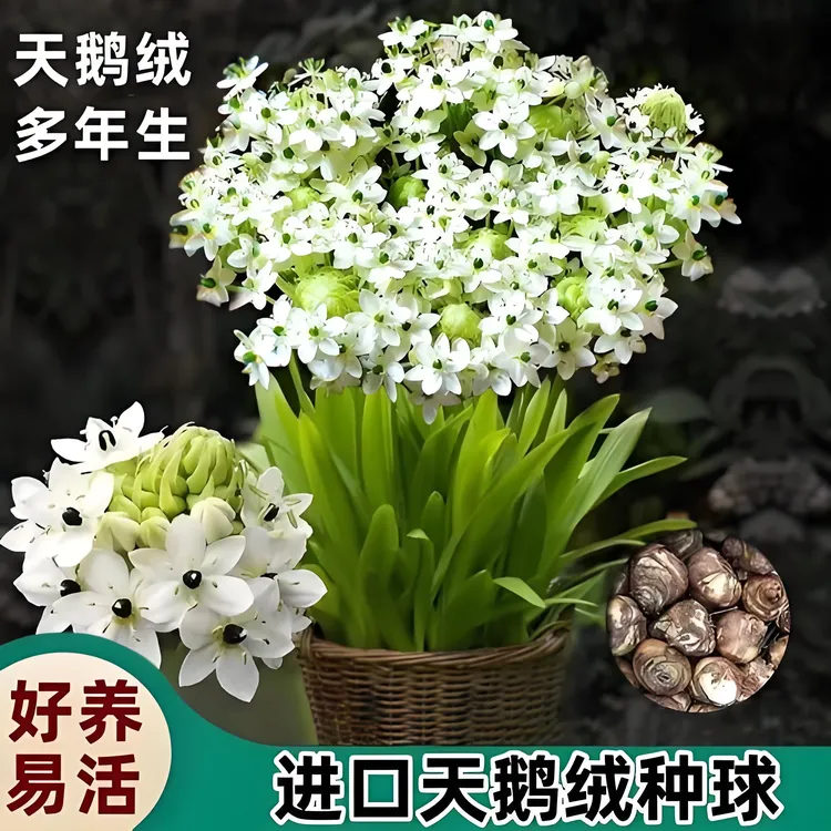 天鹅绒种球伯利恒之星盆栽浓香型四季开花耐热耐寒好养活夏季开花