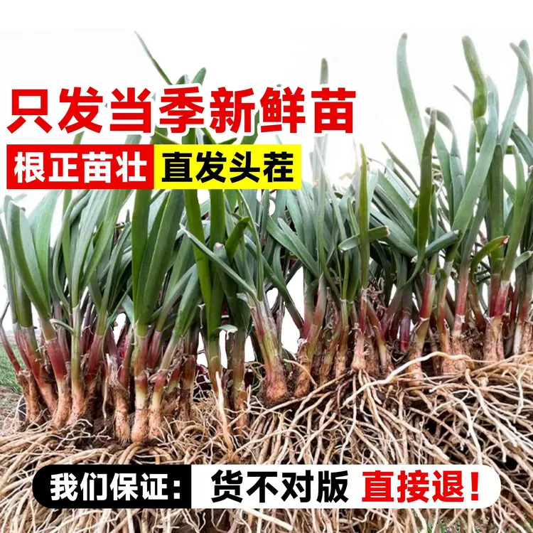 宽叶韭菜根种苗多年生紫根韭菜苗四季韭菜秧苗阳台盆栽蔬菜苗种子商品图