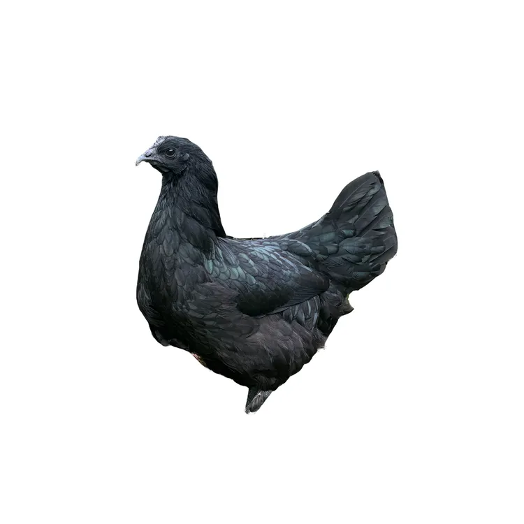 云南盐津乌骨鸡 公鸡母鸡 顺丰冷链包邮发货