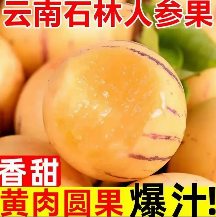 【树上熟】正宗云南石林人参果正季树上自然成熟黄果新鲜采摘人参果