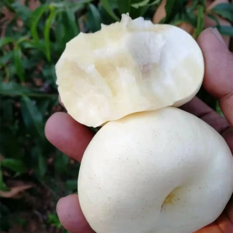 奶油白蟠天外之星蟠桃嫁接桃树苗盆栽地栽南方北方种植耐寒耐旱