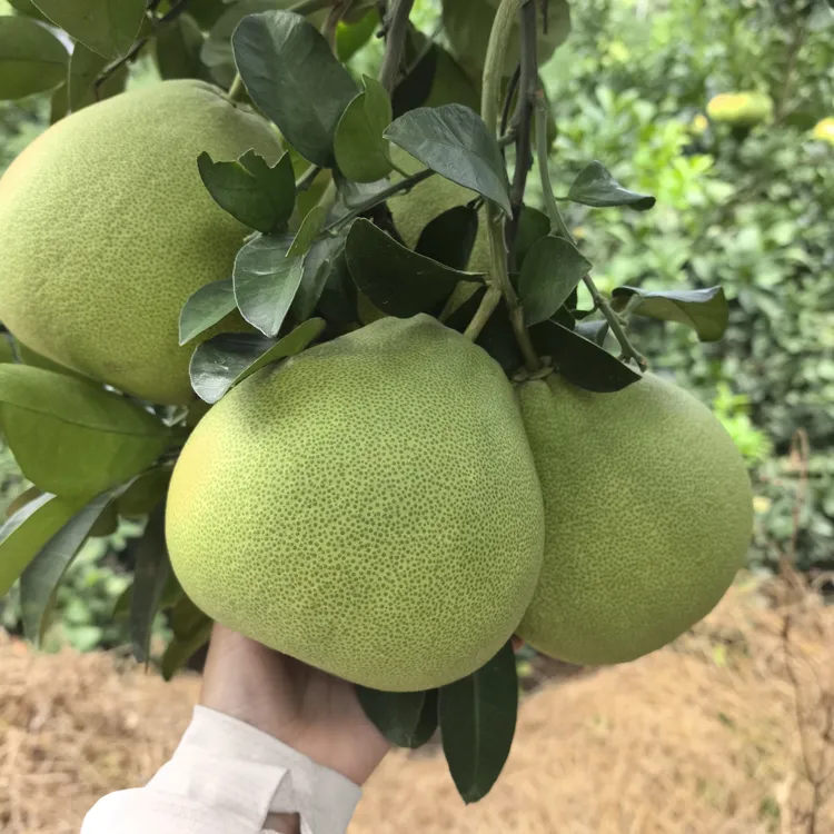 正宗仙游度尾老树红心文旦柚，孕妇小孩健康水果